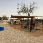 ايواء خيل باسعار تنافسية