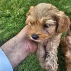 Lovely Puppies for Sale   with Trained Mom