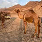 ناقه حايل للبيع