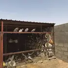 حمام فرنسي الجوز 19