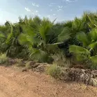 نخل واشنطن للبيع متوفر كميتا