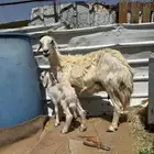 صفرا متبع برخل