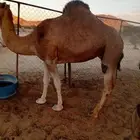 ناقه ساحليه للبيع