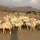 غنم جنب حرش صنف