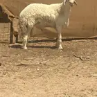 طلي كفو صنف ثني مشروط الموقع شرق الطايف للتواصل