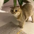 قطط سكوتش ذكر و انثى للبيع