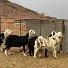 ضأن طيبه