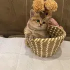 سكوتش انثى للبيع بسعر مناسب