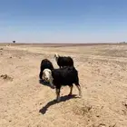 غنم نجد ولد ومضاريع