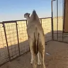 قعود للبيع طايش