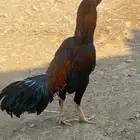 ديك ودجاجه للبيع