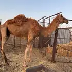 نياق لقاحات وقعدان وبكر للبيع