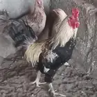 دجاج ترث للبيع