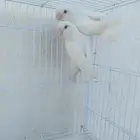 ازواج روز البينو عيون حمر منتجه