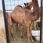 قعدان برسيم شعير أكلها