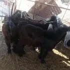 تيوس