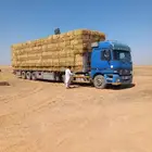 تبن قمح حولي نظيف