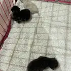 قطط للتبني