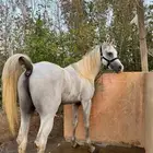 حصان شعبي