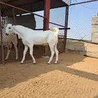 جازان صامطه جنوب خضراء صامطه