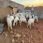 طليان ذبايح حريات للبيع
