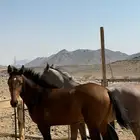 للبيع مهر جزيزي