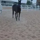 للبيع فرس انجليزيه