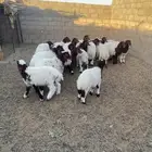 طليان للبيع