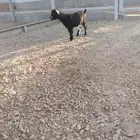 للبيع ماعز النوع قزميه