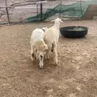 الطليان طيب