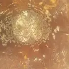 نحل بلدي للبيع