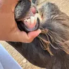 للبيع عنز دافع شرط سنها رباع ديد سلم الصحه سليمه شرط