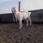 تيوس 2 اعمارهم 4 شهور سمان ومشاريع فحول طيبه من حلال طيب