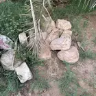 خشب قديم بيت