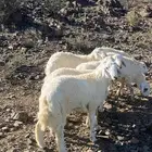طليان حري فاخره