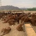 ذبايح سواكن
