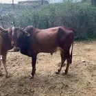 بقر