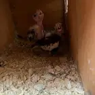 للبيع فرخين كروان