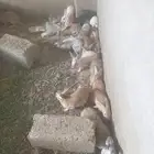 يوجد ارانب للبيع العدد 20. ذكر واحد والباقي اناثي