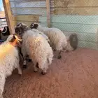ذبايح حري نعيمي سواكني