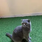 قطط سكوتش للتبني