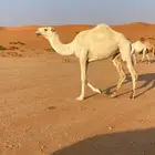 بكره لقيه على بعارين منصور الجافل