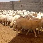 غنم حربه