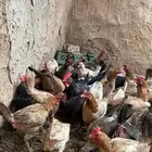 للبيع دجاج بشاير