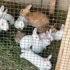 أرانب للبيع