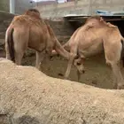 لي اربعه قعدان