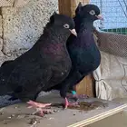 قطايف سود مقنبرات ترثة وحدة