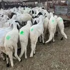 طليان سواكن بيض جبره