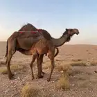 ناقه خلفه