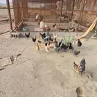 دجاج بلدي وفيومي